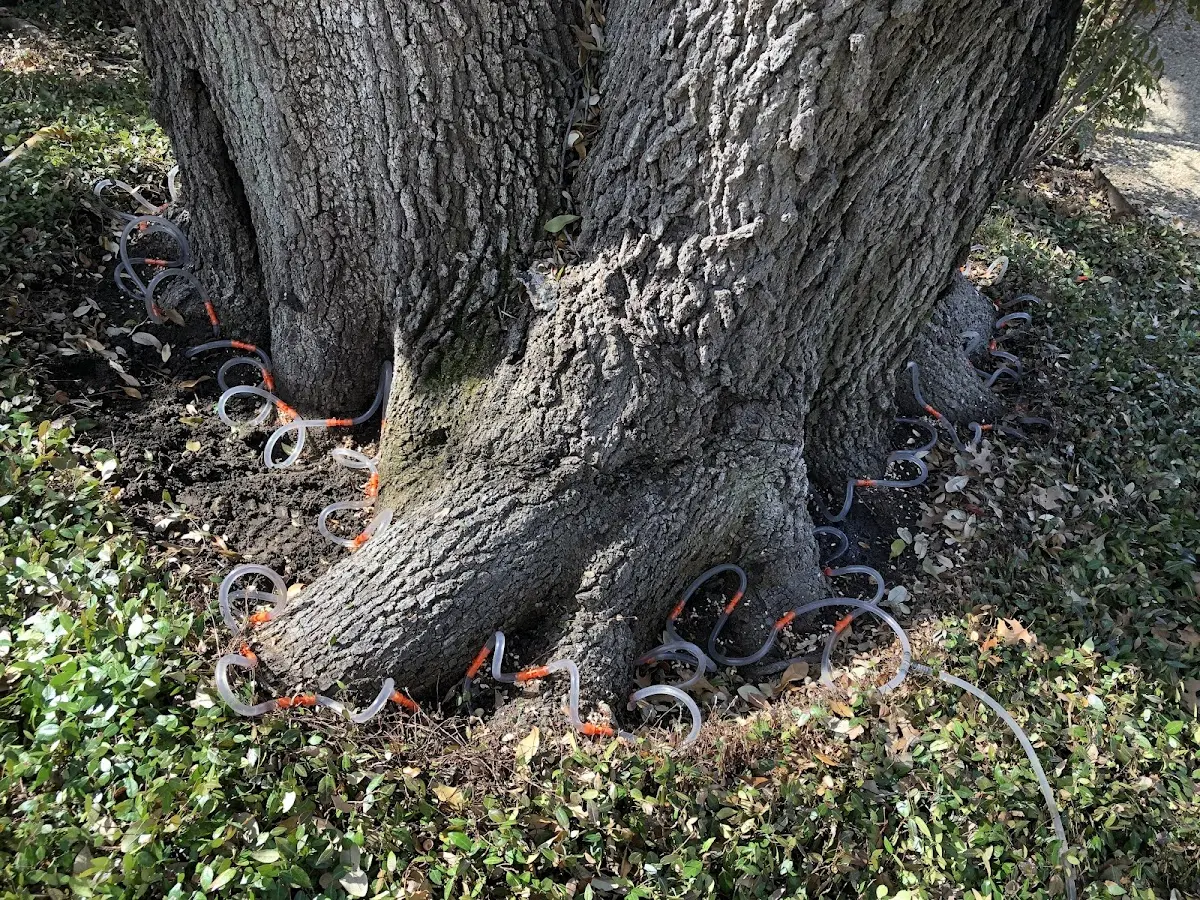 Detailed Tree Cabling and Bracing job site in Kinsale