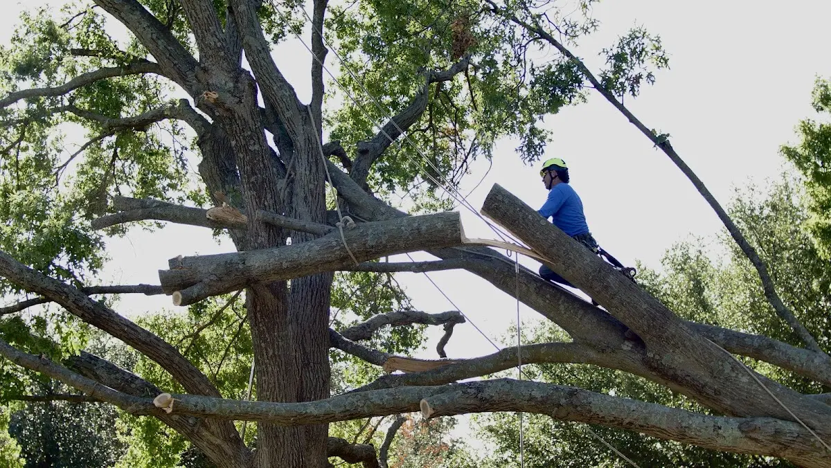 Professional Crown Thinning performed by certified arborists in Kinsale